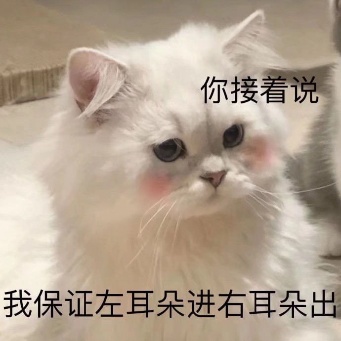 可爱 表情包 猫猫 鸭