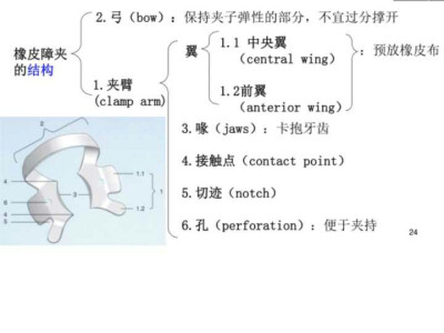 橡皮障夹的结构