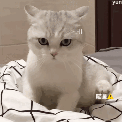 喵喵撒娇