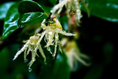 好雨知时节，当春乃发生。随风潜入夜，润物细无声。—— 杜甫《春夜喜雨》