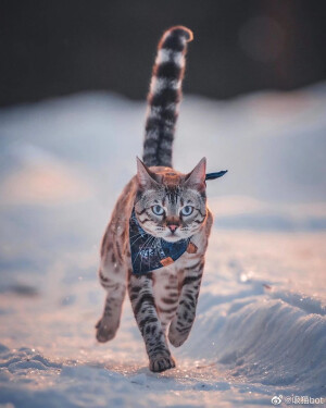 挪威博主家惊艳的豹猫女孩Chili

Inst_we.are.chilipepper