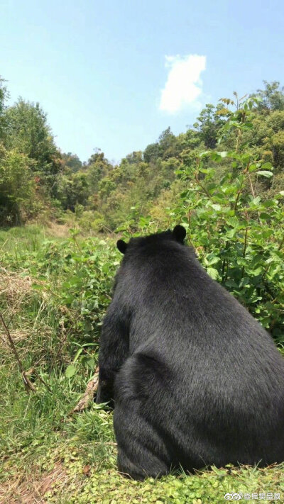 这是中华田园犬！小时候巨可爱！长大了就随缘了！