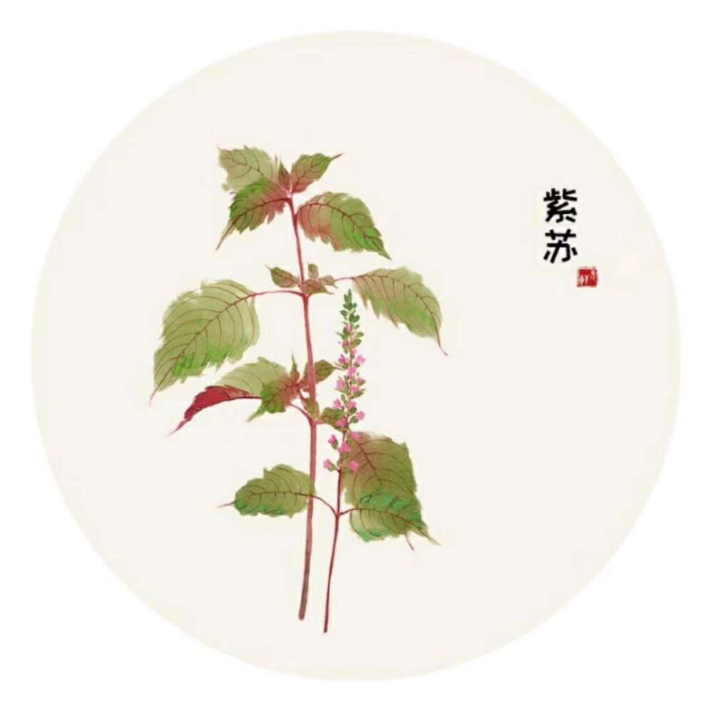 手绘植物