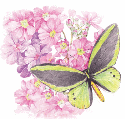 布灵布灵～动图