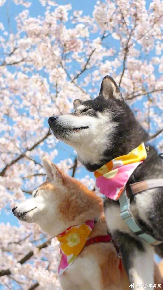 柴犬