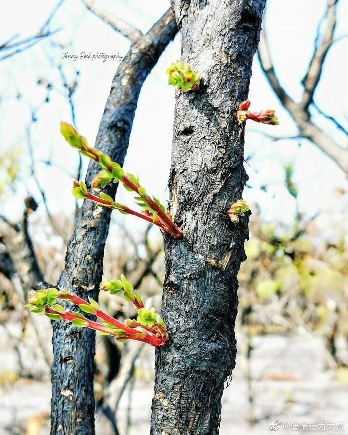 火災(zāi)后的生命