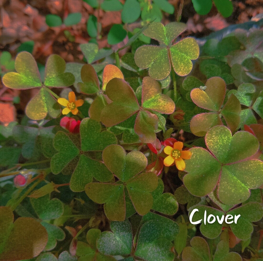 背景图，花花草草