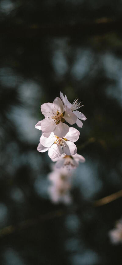 日本