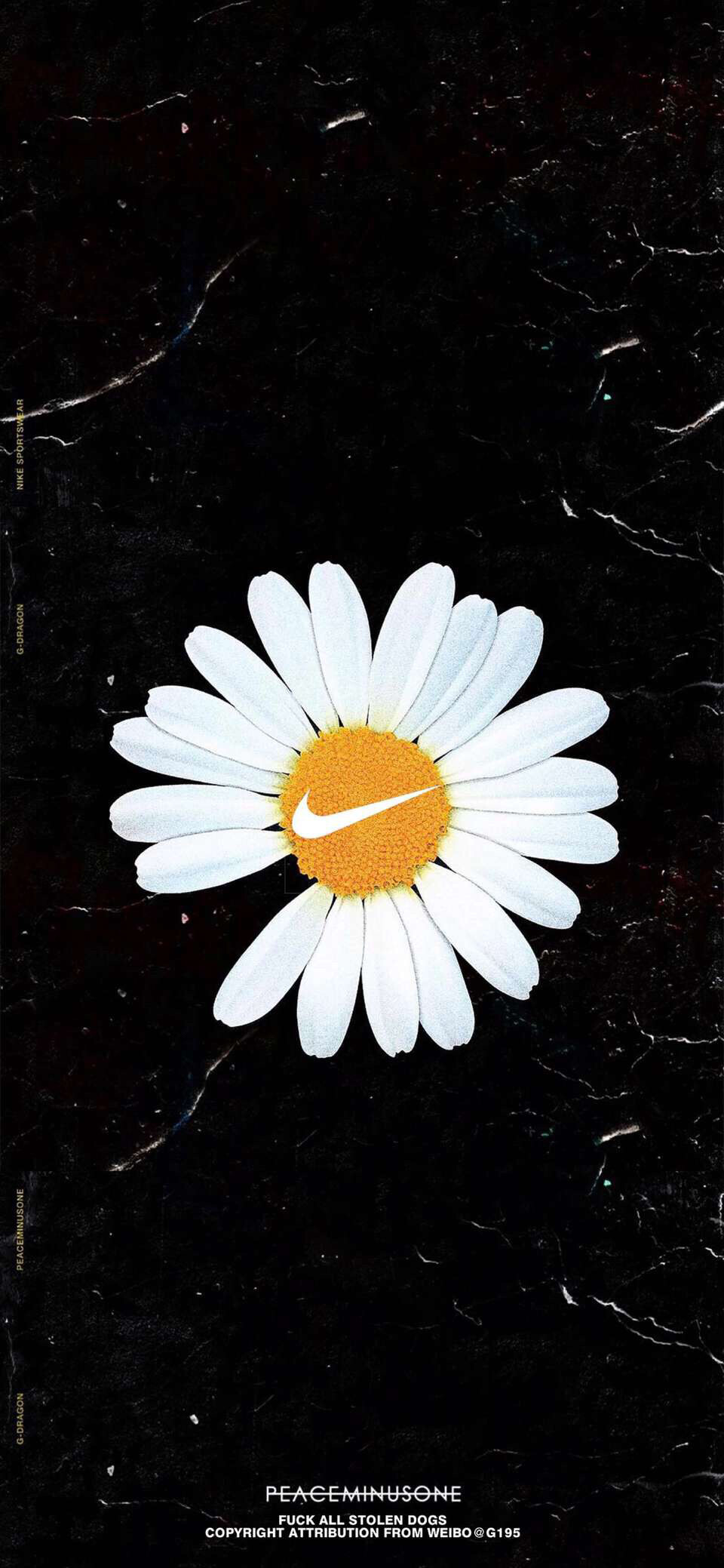 gd权志龙小雏菊壁纸