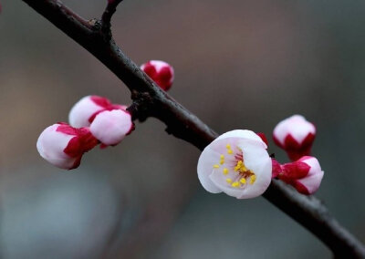 北陂杏花宋代： 王安石一陂春水绕花身，花影妖娆各占春。纵被春风吹作雪，绝胜南陌碾成尘。#诗词# #诗词歌赋# #吾爱诗词#