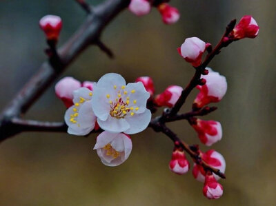 北陂杏花宋代： 王安石一陂春水绕花身，花影妖娆各占春。纵被春风吹作雪，绝胜南陌碾成尘。#诗词# #诗词歌赋# #吾爱诗词#