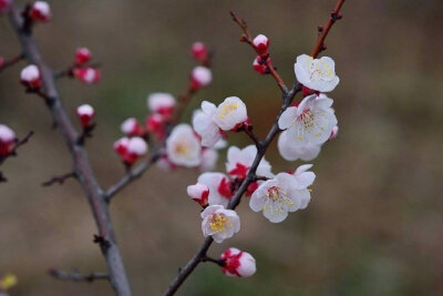 北陂杏花宋代： 王安石一陂春水绕花身，花影妖娆各占春。纵被春风吹作雪，绝胜南陌碾成尘。#诗词# #诗词歌赋# #吾爱诗词#