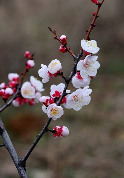 北陂杏花宋代： 王安石一陂春水绕花身，花影妖娆各占春。纵被春风吹作雪，绝胜南陌碾成尘。#诗词# #诗词歌赋# #吾爱诗词#