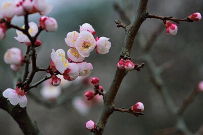 北陂杏花宋代： 王安石一陂春水绕花身，花影妖娆各占春。纵被春风吹作雪，绝胜南陌碾成尘。#诗词# #诗词歌赋# #吾爱诗词#