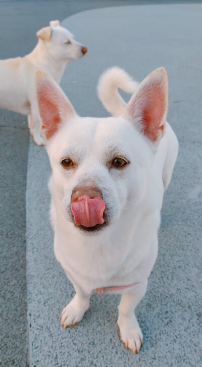 中华田园犬