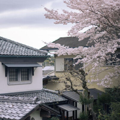  春天
赏樱花