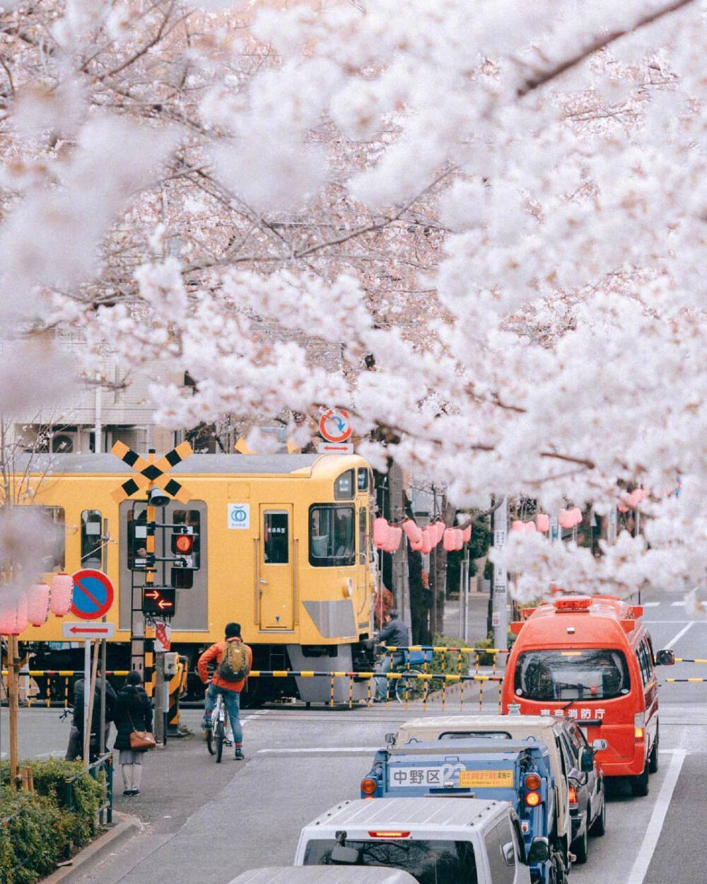  春天
赏樱花