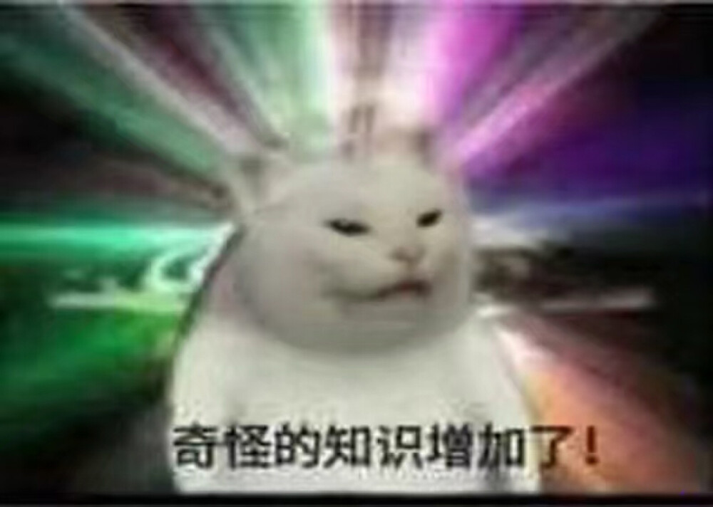 憨憨猫猫