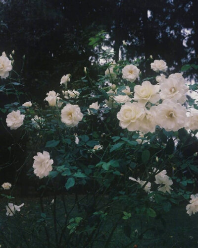 玫瑰花，月季花
高清壁纸背景图
拿图请赞