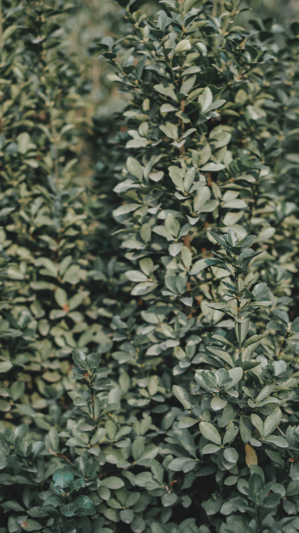 壁纸分享。 高清滴滴我 vx lihailong0314