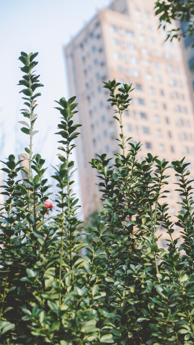 壁纸分享。 高清滴滴我 vx lihailong0314