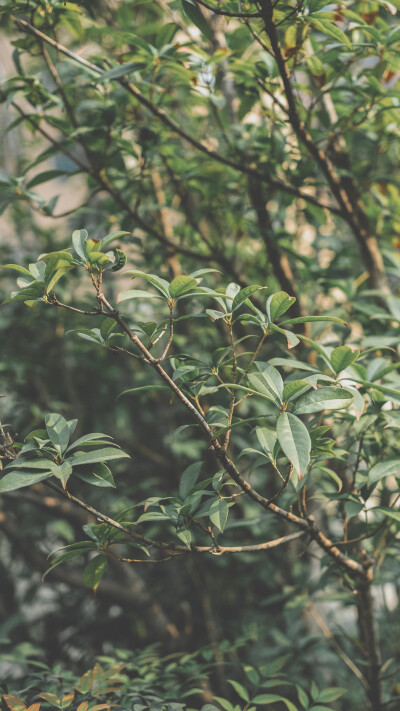 壁纸分享。 高清滴滴我 vx lihailong0314