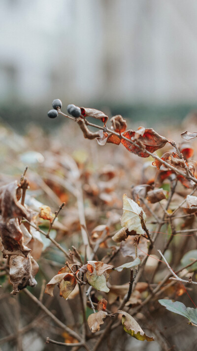 壁纸分享。 高清滴滴我 vx lihailong0314