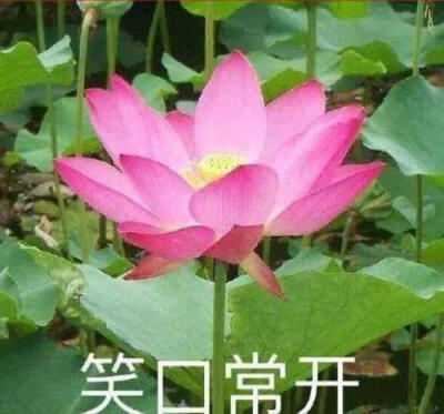 老年头像