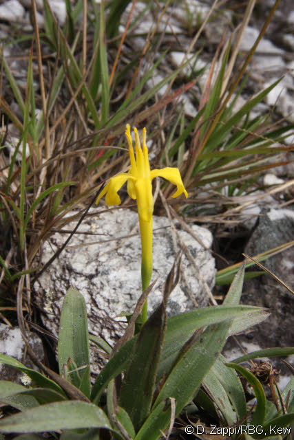 Barbacenia sp.