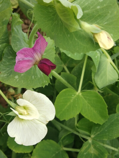 花花草草