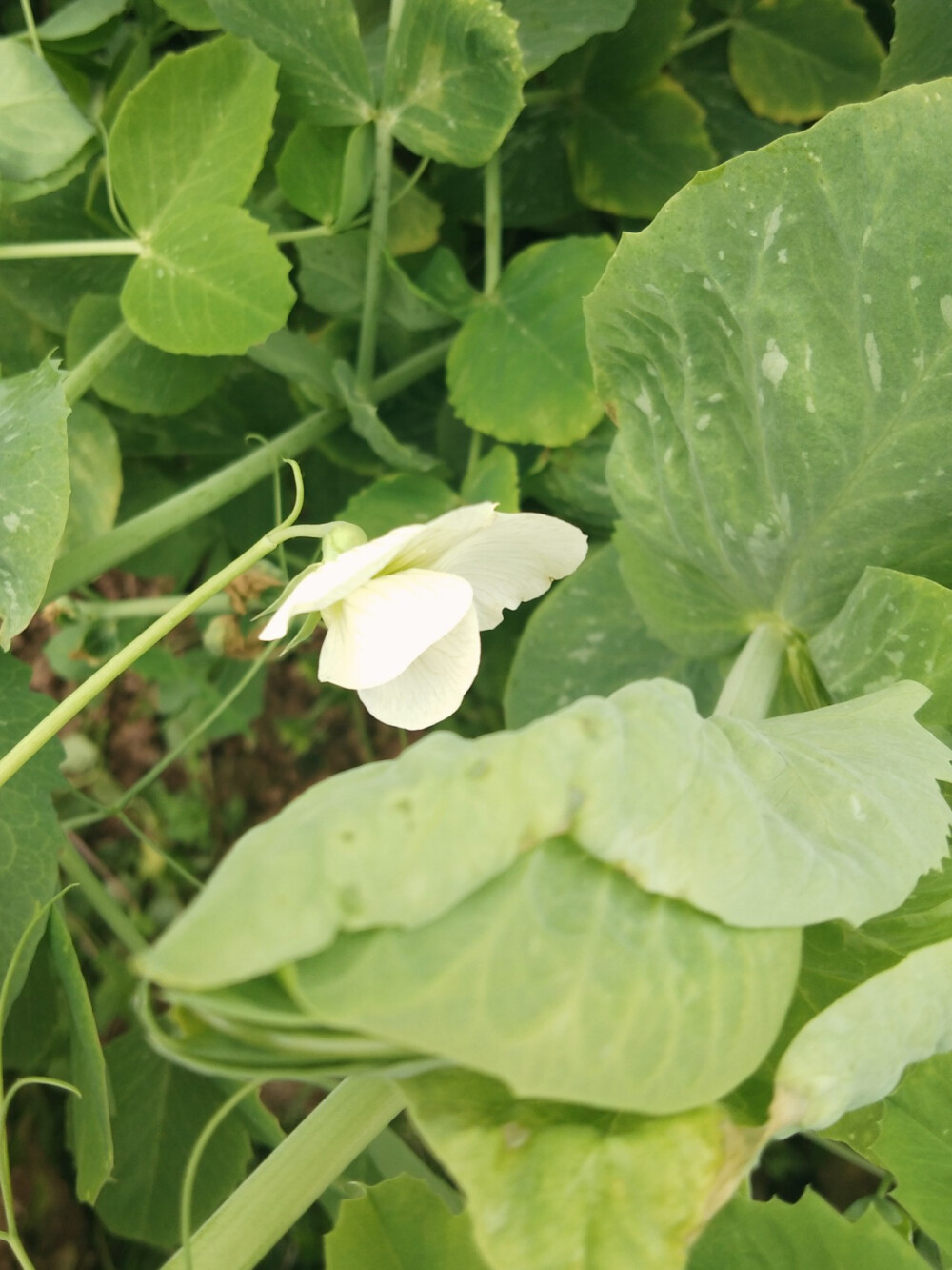 花花草草