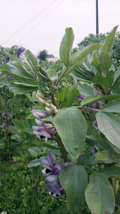 花花草草