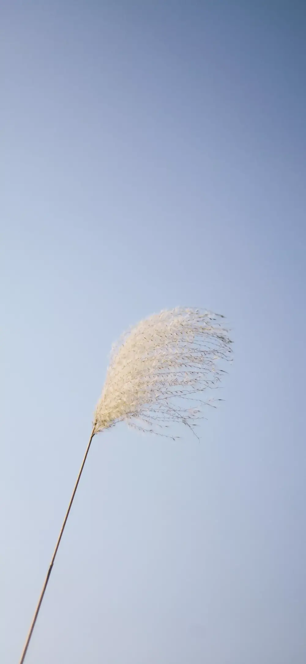 壁纸 风景 护眼 