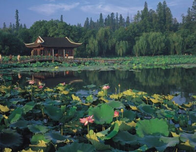 西湖胜景——曲院风荷
“曲院风荷”位于西湖北岸的苏堤北端西侧22米处，范围约0.06公顷，以夏日观荷为主题，在视觉上呈现出“接天莲叶无穷碧，映日荷花别样红”的特色。
曲院，原为南宋(1127－1279)设在洪春桥的酿…