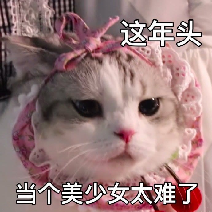 猫狗表情包