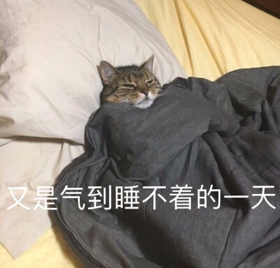 猫狗表情包