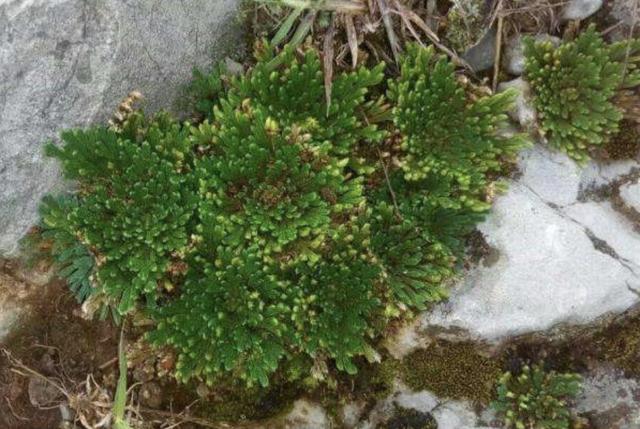 这种植物的名称就是“九死还魂草”，不过也有花友将它称为卷柏、石柏、岩柏草、黄疸卷柏等，这些都是九死还魂草的别称，植株具有较强的生命力，喜欢在山上生长。当生长在山上的九死还魂草2个月接触不到雨水，那植株的根系会自己从土壤里脱离出来，而它的叶片也会慢慢萎缩起来，这时候像一个枯萎的“杂草”，卷成一团了。这时候植株可能还会随风移动，之后遇到水分后，会继续生长，根系重新再钻到土壤里寻找水分。所以也就被称为九死还魂草了，植株的其耐旱力极强，在长期干旱后只要根系在水中浸泡后就又可舒展，故而得名。