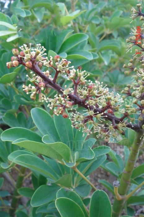 七叶莲,全年均可采收,洗净,鲜用划切片晒干.生于山谷或阴湿的疏林中.