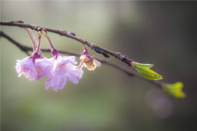 暗卜春心共花语，争寻双朵争先去。#诗词歌赋# #吾爱诗词#