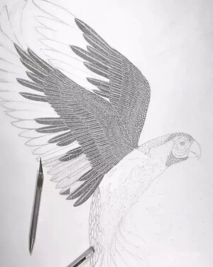 剪纸
日本的Masayo