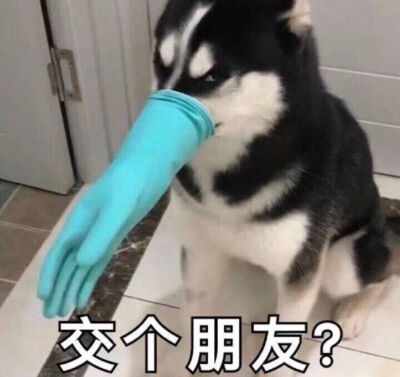 狗狗表情包