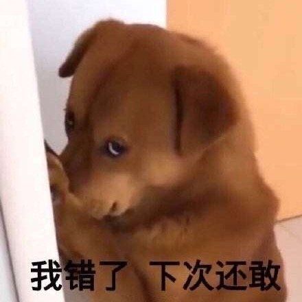 狗狗表情包