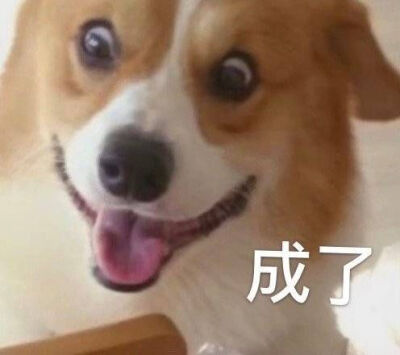 狗狗表情包