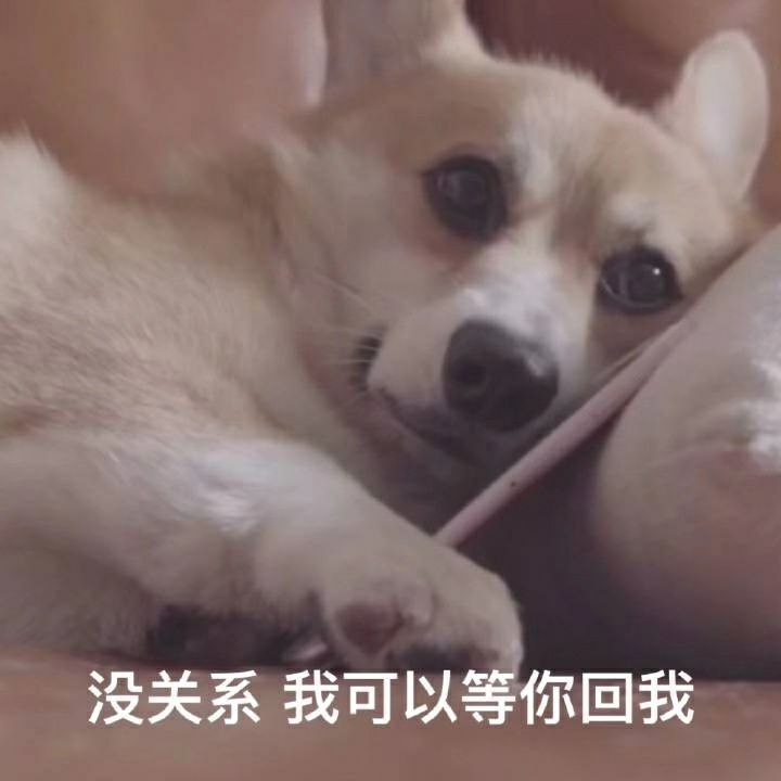 狗狗表情包