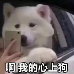 狗狗表情包