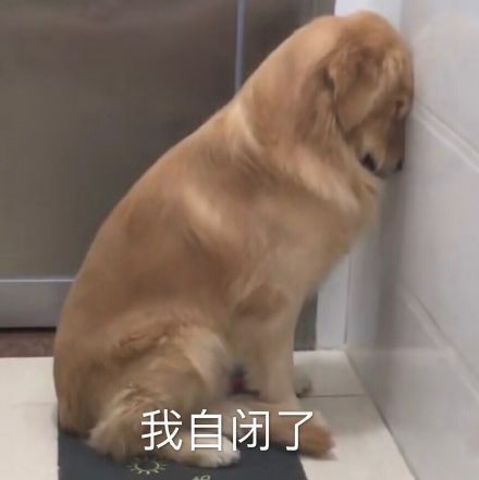 狗狗表情包