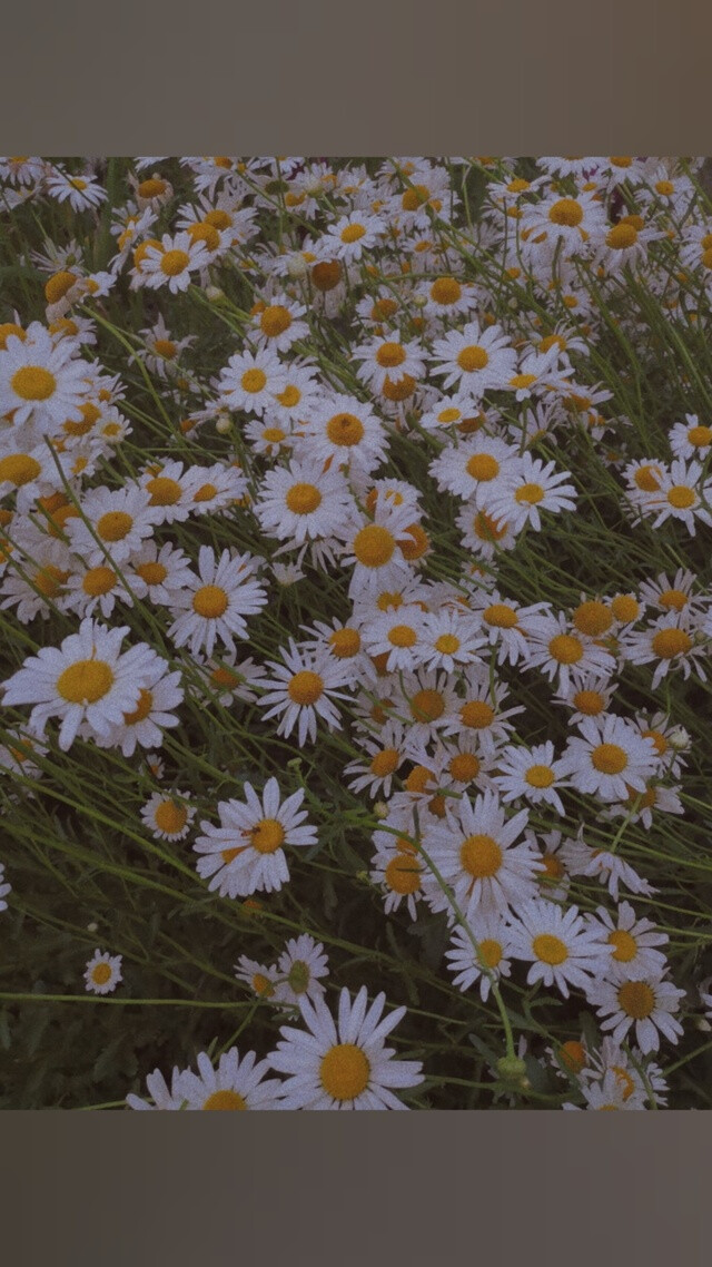 权志龙 背景 壁纸 雏菊 皇冠灯 