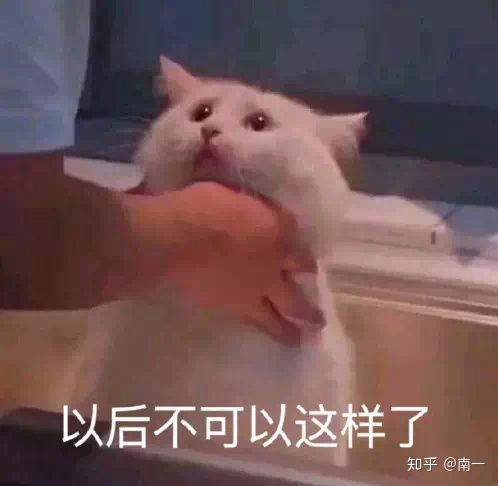 -表情包 猫猫以后不可以这样了 by鱼泣水不知