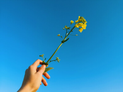 其名“芸薹（tái）”
植物学上属于一年生草本植物，十字花科
除了“芸薹”，油菜还有“芸芥”、“胡菜”等俗名
——2020.2.16 晴 零陵南门小菜园摄