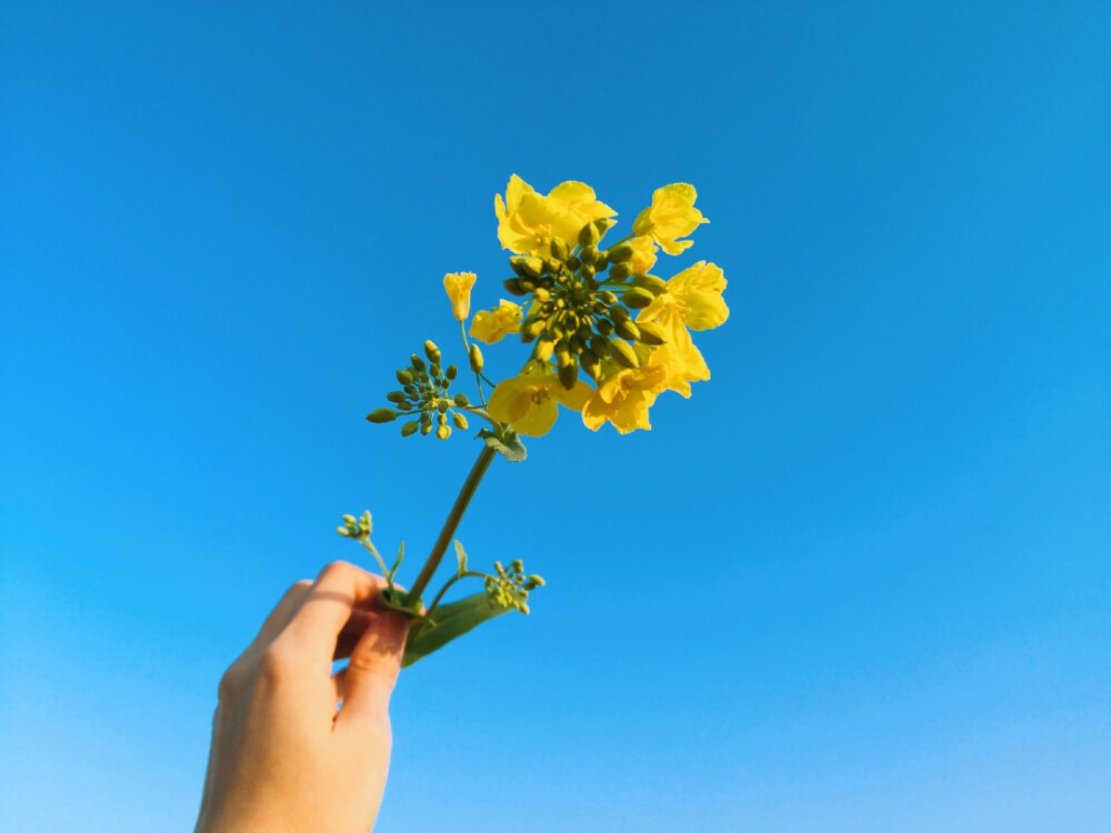 其名“芸薹（tái）”
植物学上属于一年生草本植物，十字花科
除了“芸薹”，油菜还有“芸芥”、“胡菜”等俗名
——2020.2.16 晴 零陵南门小菜园摄